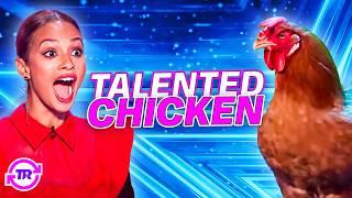 Chickens Got Talent! When Chickens Audition and SHOCK the World!