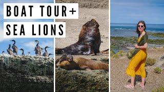 Exploring Peninsula Valdés Day Trip: Boat Tour, Penguins, Elephant Seals & Patagonian Flavors 