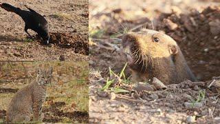 California Botta's Pocket Gopher: danger outside