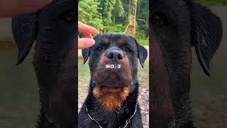 Meet the CRAZIEST Dogs on the Planet!