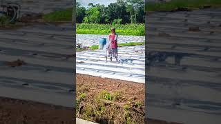 teknik menyiram lahan pertanian cabe #shorts