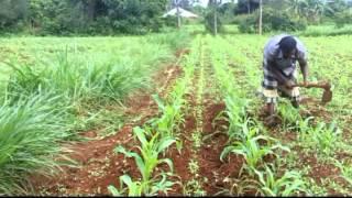 First Weeding Maize and Desmodium Yenga By PV