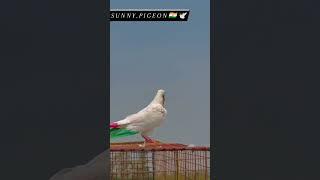 @sunny.pigeon ️ sadhi duniya raj ️#viral #treending #shortvideo @sunny.pigeon ️