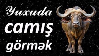 Yuxuda camış görmək  Qısa #yuxuyozma - SƏSLİ YUXU YOZMALARI