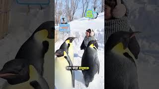 Why Penguins Don’t Fear Humans