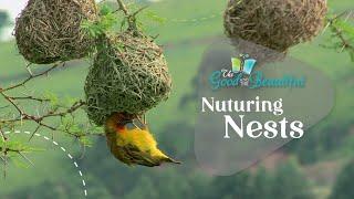 Nurturing Nests | Birds | The Good and the Beautiful