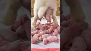 Rabbit Growth - 5 Baby Animals 1 To 19 Days