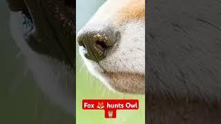 Fox hunts Owl, see the end #animalshorts