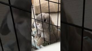 Wandering around lakeside, finding my comfort zone.  ️#bunny #hollandlop #rabbits #wishthebun