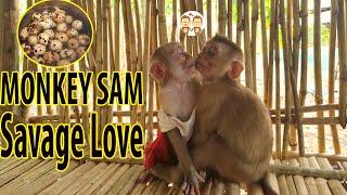 Savage Love | Monkey Baby Sam Cutes and Visit the Monkeu Moon