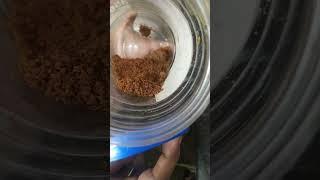 badam milk #123 # badam milk #food