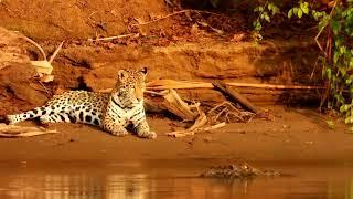 A rare video between a Jaguar and a Black Caiman - Manu National Park Jungle