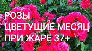 РОЗЫ которые долга держат цветок. ОМАЖ А БАРБАРА, ПОЭЗИЯ, ШАРТРЕЗ ДЕ ПАРМ, ЧЕРРИ ГЕРЛ