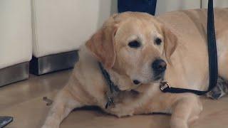 Magnus the therapy dog goes viral for nurturing nature