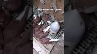 Николаевские голуби.