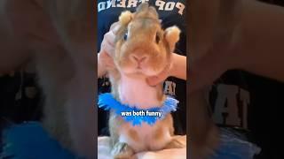 A cute rabbit #shortvideo #cute #animals #lovestory #boyfriend