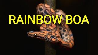 Rainbow boa, colorful constrictor, snake from the Amazon rainforest in South America