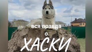 [разгром и порядок] собака ХАСКИ —вся правда о породе. Отзыв реального владельца. 12+