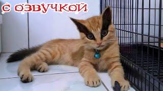 Приколы с котами! САМЫЕ СМЕШНЫЕ ЖИВОТНЫЕ! с озвучкой! Смешные коты!