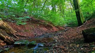 Release stress and relax under the pleasant murmur of a stream in the forest. Total Relaxation.