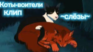 коты воители клип под песню Анет Сай- слёзы