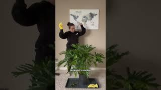 Indoor jungle vibes are on its way with this one #plantcare #plantparents #plantlovers