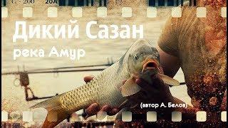 Дикий Сазан на Амуре (автор А. Белов)