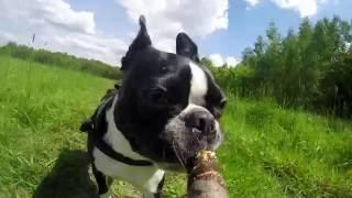 Boston Terrier - dog and his stick (slow motion)