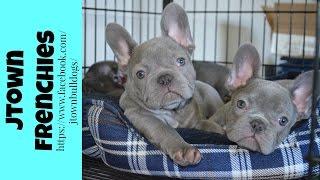 LILAC AND BLUE FRENCH BULLDOGS