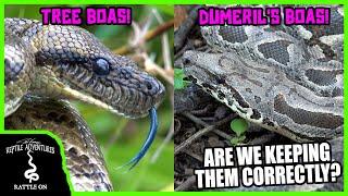 MADAGASCAR BOAS IN THE WILD! (Dumeril's Boas and Tree Boas - Are we keeping them correctly?)