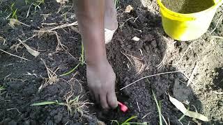 Sorghum planting in Lambwe West, Kamato.