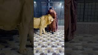 Big lion playing with me (mian saqib)