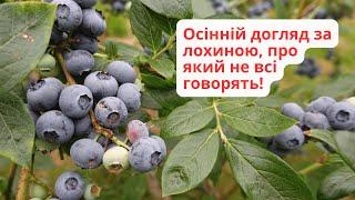 Правильний догляд за лохиною восени – готуємося до врожаю!