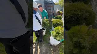 Начинаем посадку растений у Дома! Можжевельник, Дерен и многое другое!