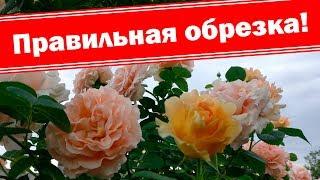 Правильная обрезка плетистых роз после цветения, бордюрных роз. Летняя подкормка роз