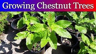 Growning Chestnut Trees from Seed