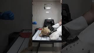 How to deal with angry cat and ferocious cat  part 57