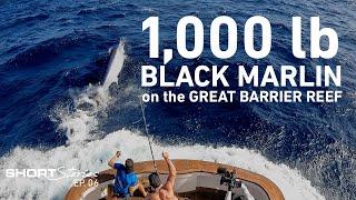 The Catch of a Lifetime | 1000lb Black Marlin caught on the Great Barrier Reef (Short Stories Ep.06)