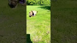 Бордер Терьер Марс - самые первые роллы  #dogfrisbee #dogtraining #frisbeedog