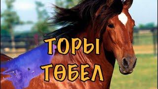 ТОРЫ ТӨБЕЛ