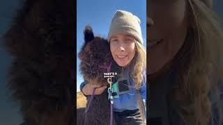 LOVE this Alpaca! #alpaca #farm #shorts