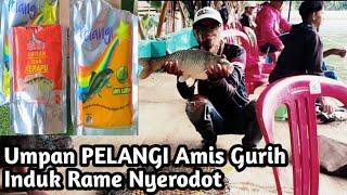 Umpan Pelangi Amis Gurih....Umpan Induk Dan Rame....Umpan Ikan Mas No Esen