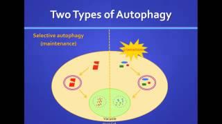 Katie Parzych: Autophagy: How Cells Recycle to Survive