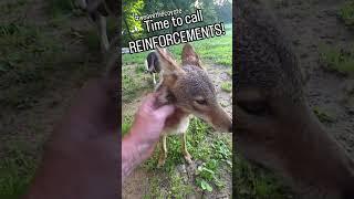 BAD COYOTES are BACK!    #weavethecoyote #duckholliday #coyote #cute #animals #love #animal #home