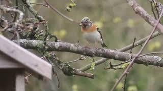 Вьюрки, Bramblings