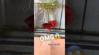 how to shoot beautiful wild betta fish video#betta #wildbetta #bettafishtank