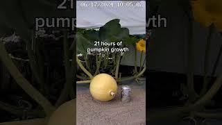 I'm excited for the rapid growth phase to start soon  #giantpumpkin #timelapse #plants #pumpkin