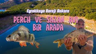 sazan ve perch avı. Ankara Kızılcahamam Eğrekkaya barajı. Carpfishing tatlı su levreği #carpfishing