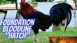 Hatch : The 4 Foundation Bloodlines Part 2
