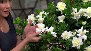 Roberta's 1-Piece Steady She Goes Gardenia Live Plant on QVC